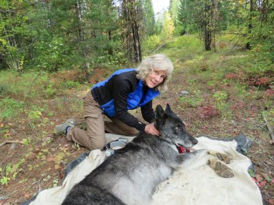 Diane Boyd with wolf